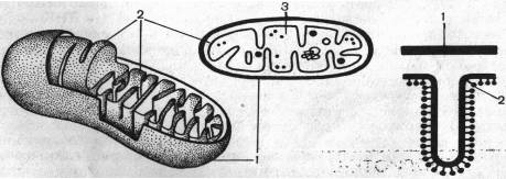 ��
